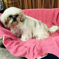 Mille, a female Shih Tzu for sale in Harrogate, TN – Photo 4 of 8