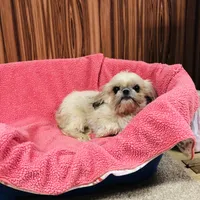 Mille, a female Shih Tzu for sale in Harrogate, TN – Photo 6 of 8