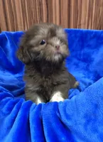 Rex, a male Shih Tzu for sale in Harrogate, TN – 10 of 10
