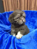 Rex, a male Shih Tzu for sale in Harrogate, TN – 6 of 10