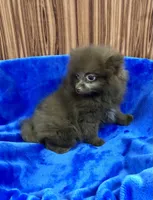 Razzie, a male Pomeranian for sale in Harrogate, TN – 7 of 8