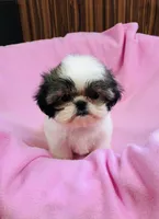 Dolly, a female Shih Tzu for sale in Harrogate, TN – 5 of 10