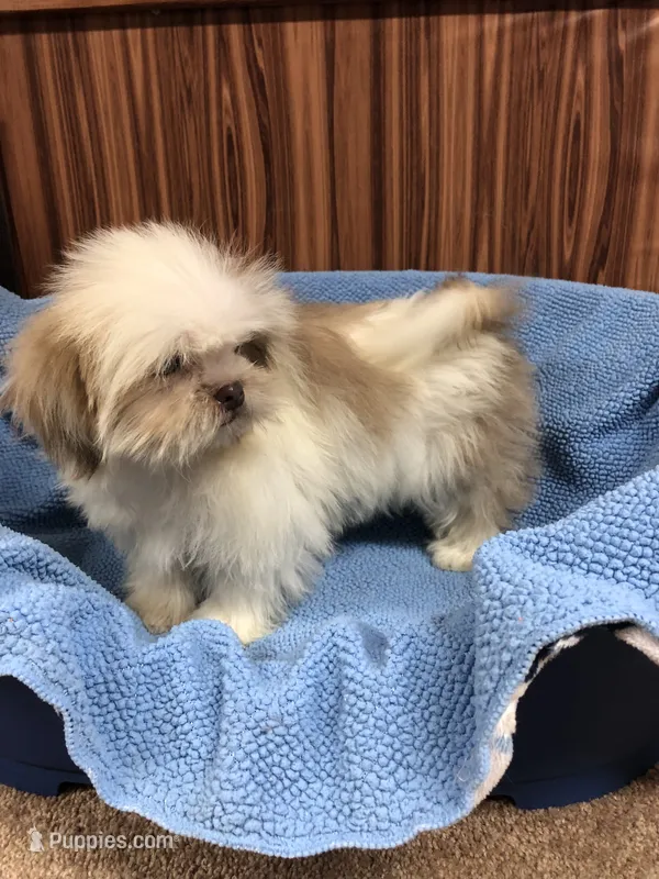 Treasure – Shih Tzu puppy for sale in Harrogate, TN