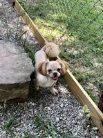 Rusty , a male Shih Tzu for sale in Harrogate, TN – 5 of 10