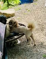 Rusty , a male Shih Tzu for sale in Harrogate, TN – 9 of 10