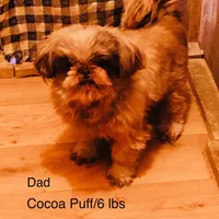 Denton, a male Shih Tzu for sale in Harrogate, TN – Photo 9 of 10