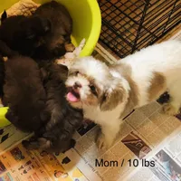 Denton, a male Shih Tzu for sale in Harrogate, TN – Photo 10 of 10