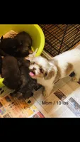 Denton, a male Shih Tzu for sale in Harrogate, TN – Photo 10 of 10