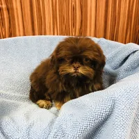 Denton, a male Shih Tzu for sale in Harrogate, TN – Photo 5 of 10