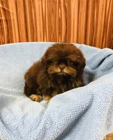 Denton, a male Shih Tzu for sale in Harrogate, TN – Photo 5 of 10