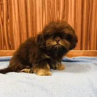 Denton, a male Shih Tzu for sale in Harrogate, TN – Photo 4 of 10