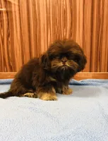 Denton, a male Shih Tzu for sale in Harrogate, TN – Photo 4 of 10