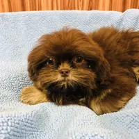 Denton, a male Shih Tzu for sale in Harrogate, TN – Photo 2 of 10