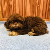 Denton, a male Shih Tzu for sale in Harrogate, TN – Photo 6 of 10