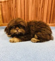 Denton, a male Shih Tzu for sale in Harrogate, TN – Photo 6 of 10