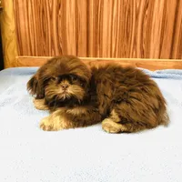 Denton, a male Shih Tzu for sale in Harrogate, TN – Photo 3 of 10