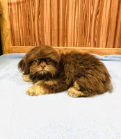 Denton, a male Shih Tzu for sale in Harrogate, TN – Photo 3 of 10