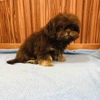 Denton, a male Shih Tzu for sale in Harrogate, TN – Photo 8 of 10