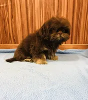 Denton, a male Shih Tzu for sale in Harrogate, TN – Photo 8 of 10