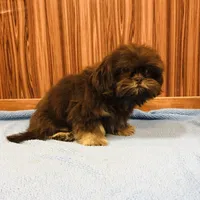 Denton, a male Shih Tzu for sale in Harrogate, TN – Photo 7 of 10