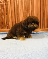 Denton, a male Shih Tzu for sale in Harrogate, TN – Photo 7 of 10