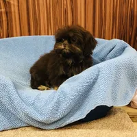 Denton, a male Shih Tzu for sale in Harrogate, TN – Photo 1 of 10