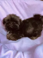 Julie, a female Shih Tzu for sale in Harrogate, TN – 3 of 10