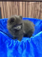 Razzie, a male Pomeranian for sale in Harrogate, TN – 5 of 8