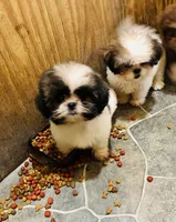 Ruby, a female Shih Tzu for sale in Harrogate, TN – 8 of 9