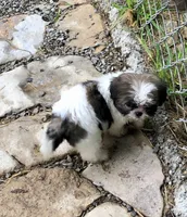 Ruby, a female Shih Tzu for sale in Harrogate, TN – 4 of 9