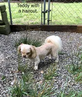 Teddy Bear, a male Shih Tzu for sale in Harrogate, TN – 9 of 10