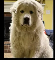 Remi / Free, a male Great Pyrenees for sale in Harrogate, TN – 2 of 2