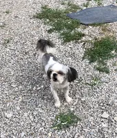 Winfield, a male Shih Tzu for sale in Harrogate, TN – 6 of 9