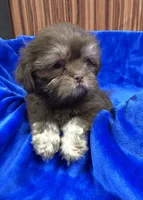 Rex, a male Shih Tzu for sale in Harrogate, TN – 9 of 10
