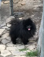 Shadow, a male Pomeranian for sale in Harrogate, TN – 2 of 10