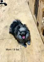 Doodle, a male Pomeranian for sale in Harrogate, TN – 8 of 9