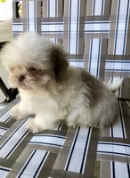 Treasure, a male Shih Tzu for sale in Harrogate, TN – 7 of 10