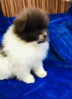 Pike, a male Pomeranian for sale in Harrogate, TN – Photo 4 of 9