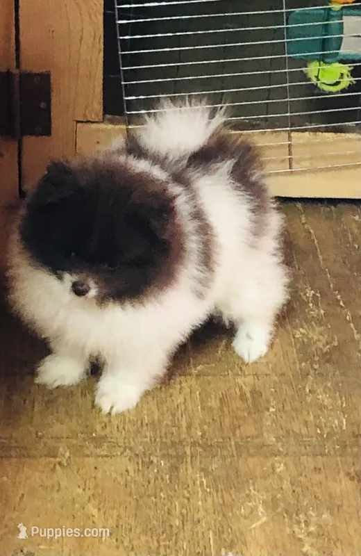 Pike – Pomeranian puppy for sale in Harrogate, TN