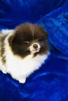 Pike, a male Pomeranian for sale in Harrogate, TN – Photo 3 of 9