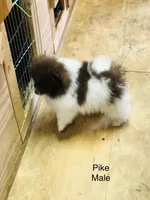 Pike, a male Pomeranian for sale in Harrogate, TN – Photo 2 of 9