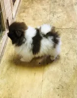 Pike, a male Pomeranian for sale in Harrogate, TN – Photo 6 of 9