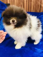 Pike, a male Pomeranian for sale in Harrogate, TN – Photo 8 of 9