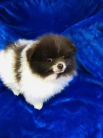 Pike, a male Pomeranian for sale in Harrogate, TN – Photo 7 of 9