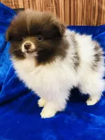 Pike, a male Pomeranian for sale in Harrogate, TN – Photo 5 of 9