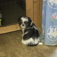 Molly, a female Shih Tzu for sale in Harrogate, TN – Photo 3 of 8