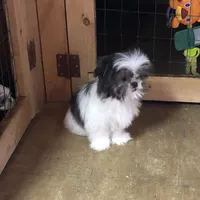 Molly, a female Shih Tzu for sale in Harrogate, TN – Photo 2 of 8