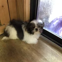 Molly, a female Shih Tzu for sale in Harrogate, TN – Photo 7 of 8