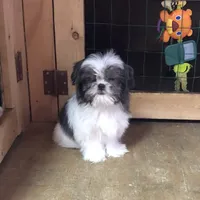 Molly, a female Shih Tzu for sale in Harrogate, TN – Photo 5 of 8