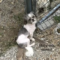 Molly, a female Shih Tzu for sale in Harrogate, TN – Photo 8 of 8